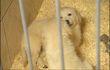 Vente de chats et chiens : nouvelles mesures